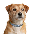 Clip-on Pet Collar — Cute Green Dino Pattern